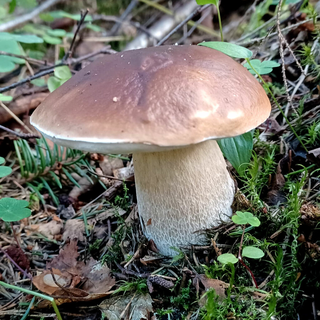 Innostu Tunnistamaan Aloita Sienist Martat lehti